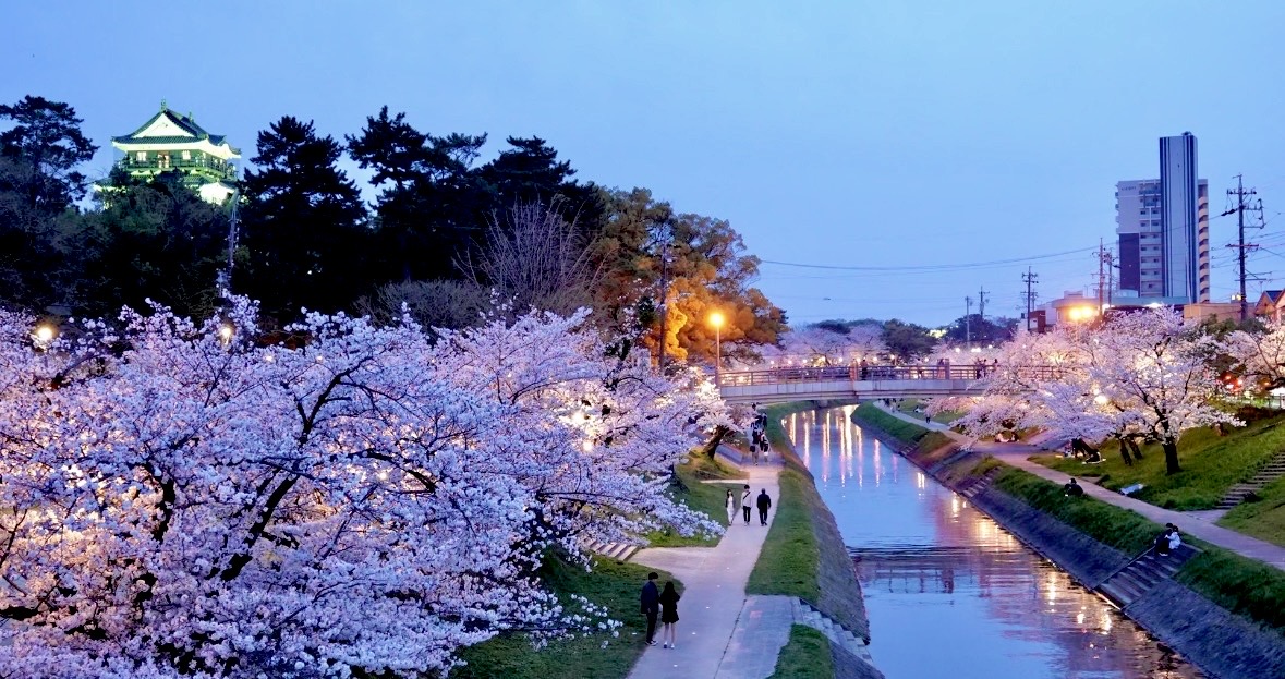 岡崎城と夜桜